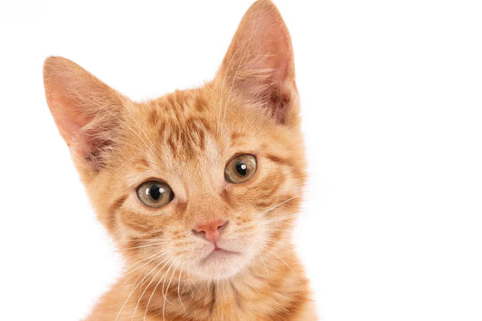 Kedinizin Evinizde Daha Mutlu Olmasını Sağlayacak 7 Küçük Dokunuş