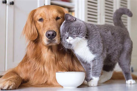 Evcil Hayvanınız İçin Doğru Ürünü Nasıl Seçersiniz? 2025 Rehberi